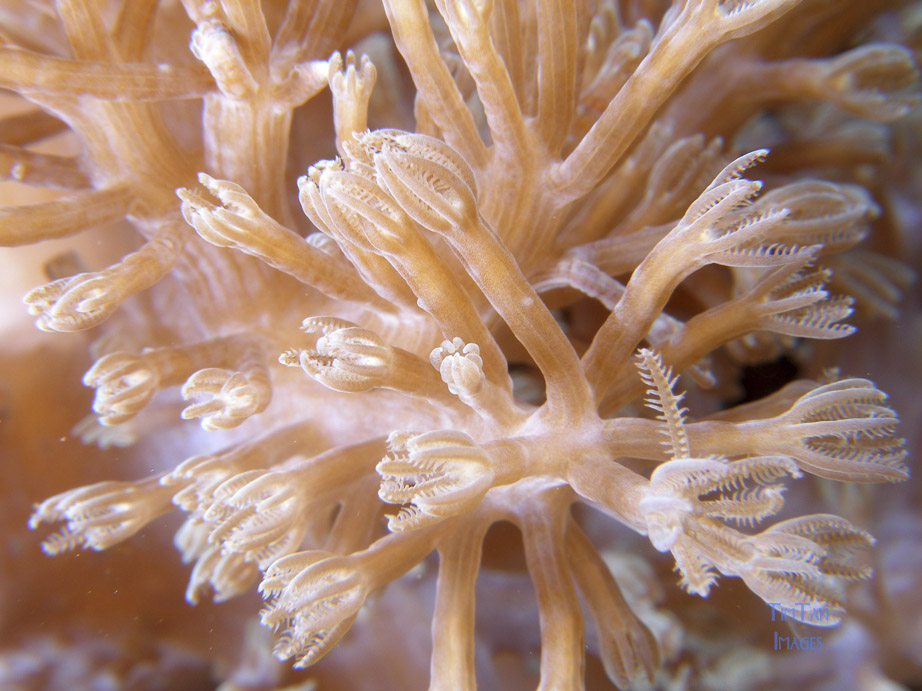 soft_coral2