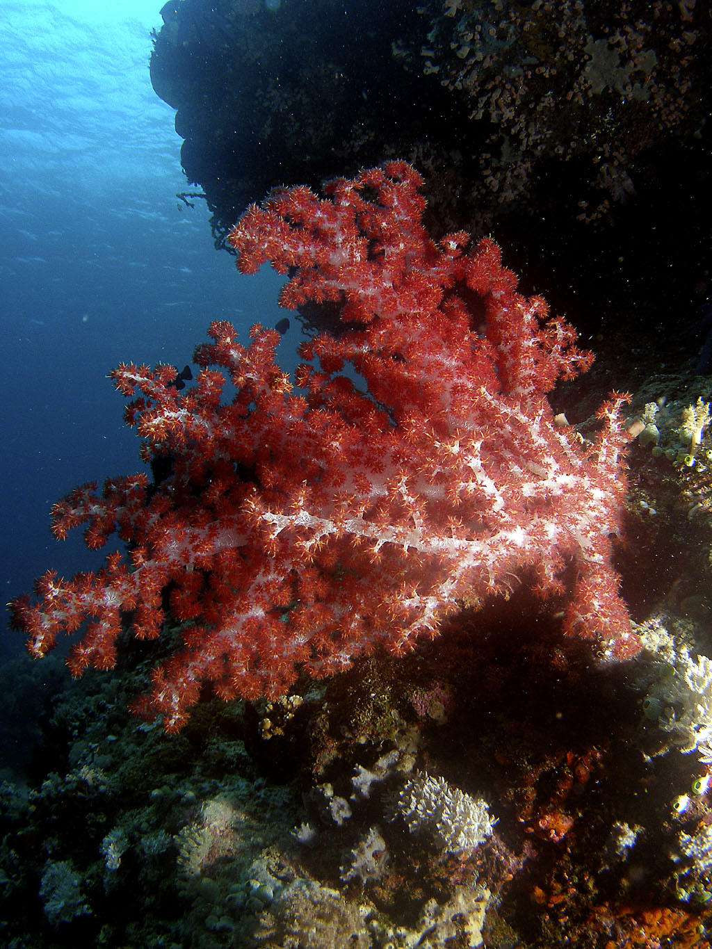 soft_coral_3