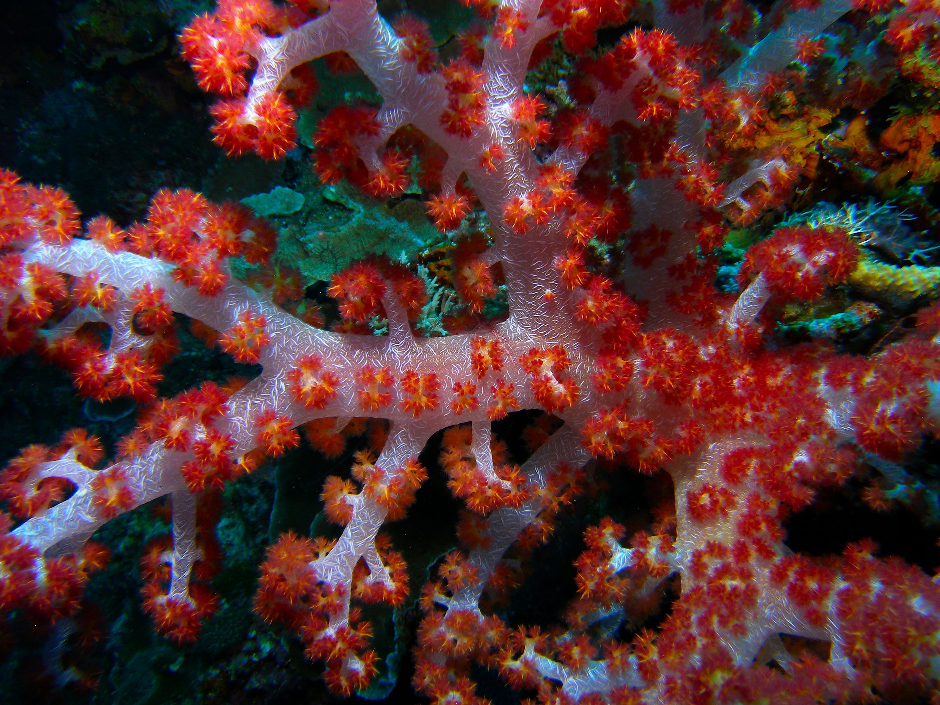 Soft_Coral_Close_Cabilao