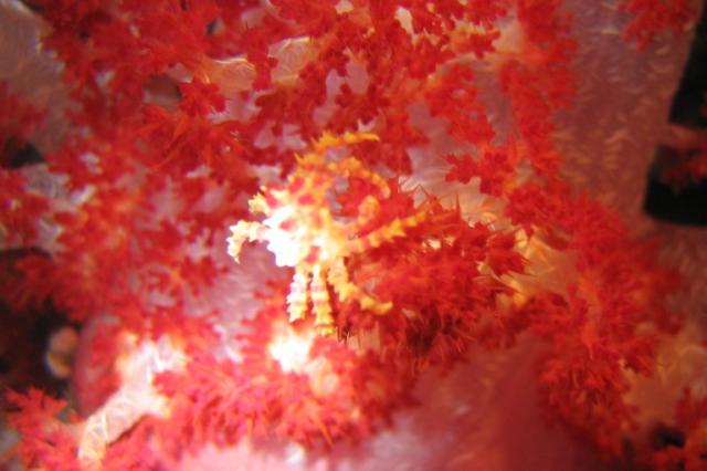 SOFT_CORAL_CRAB