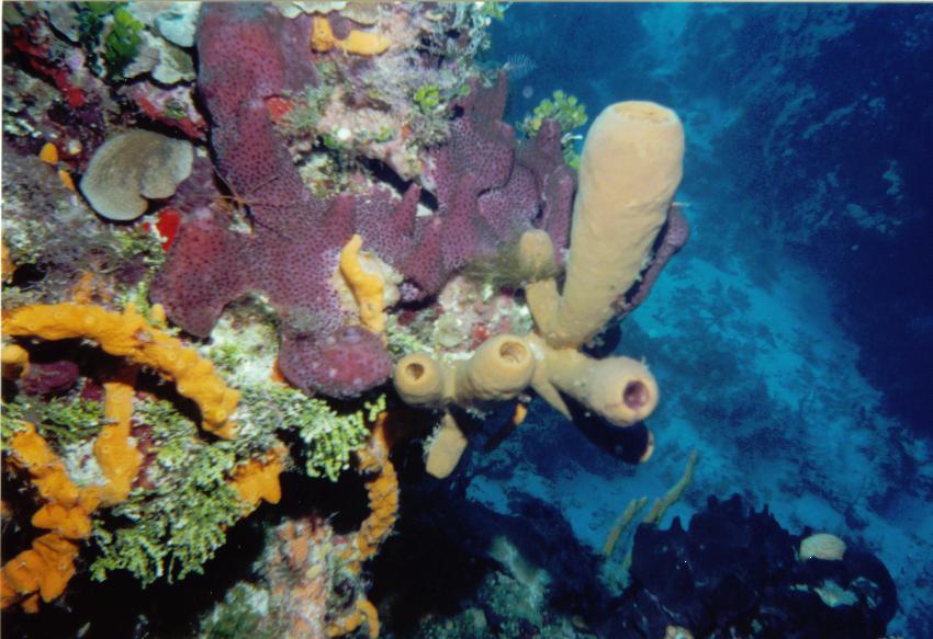 SOFT_CORAL_on_a_wall_cozumel