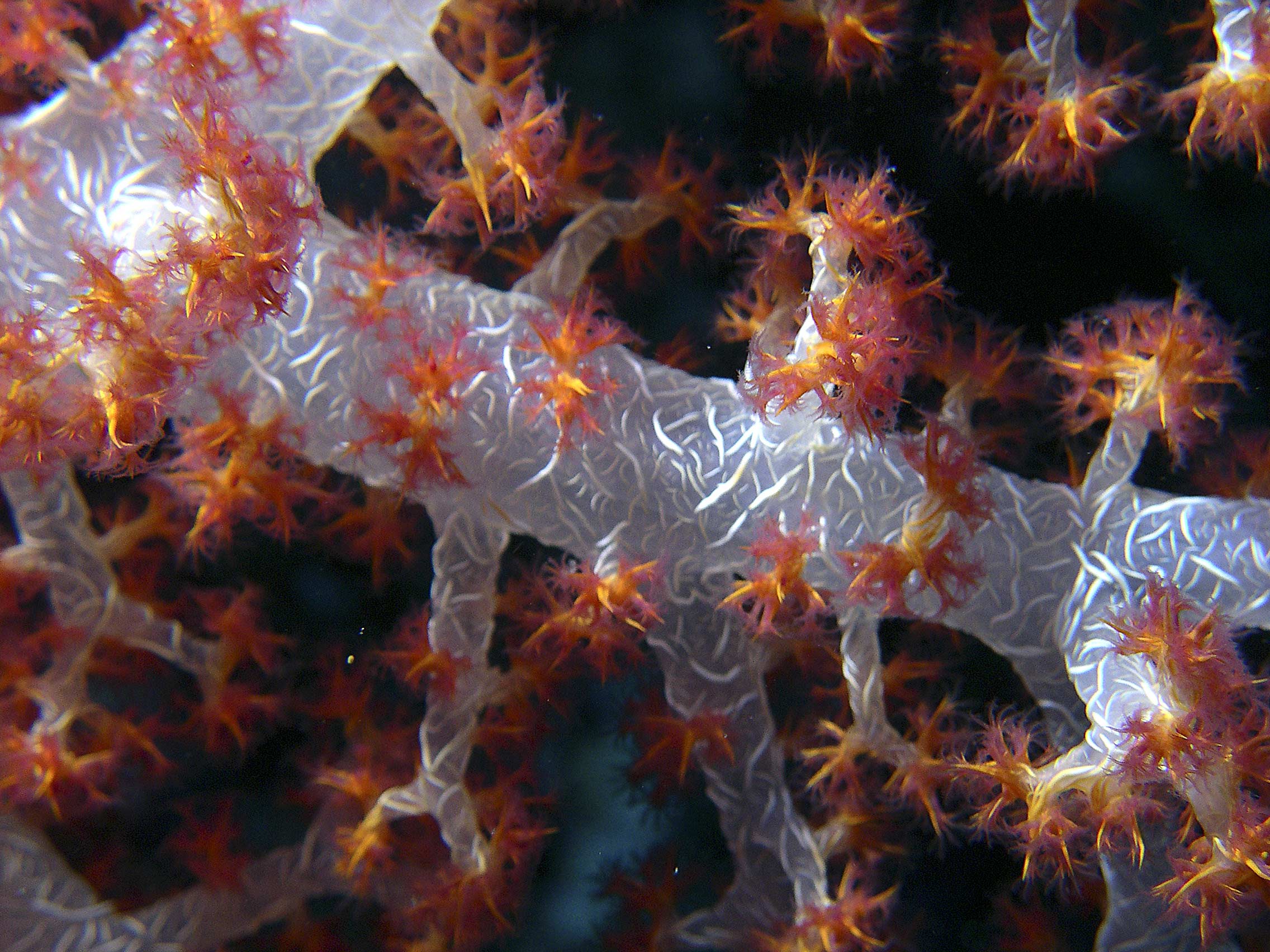 softcoral-closeup2