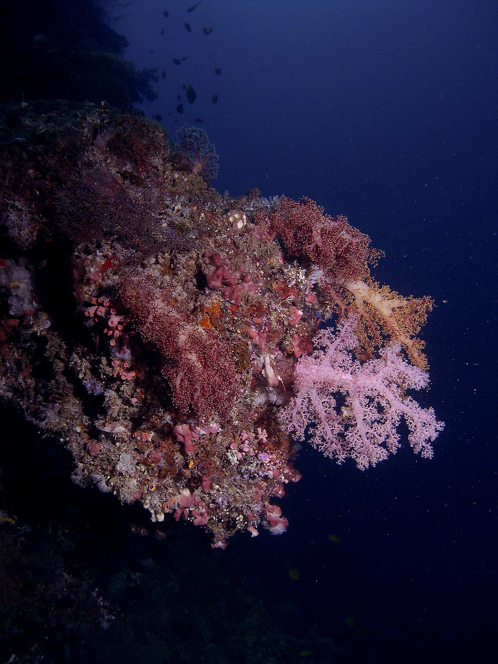 softcoral-on-wall-wideangle