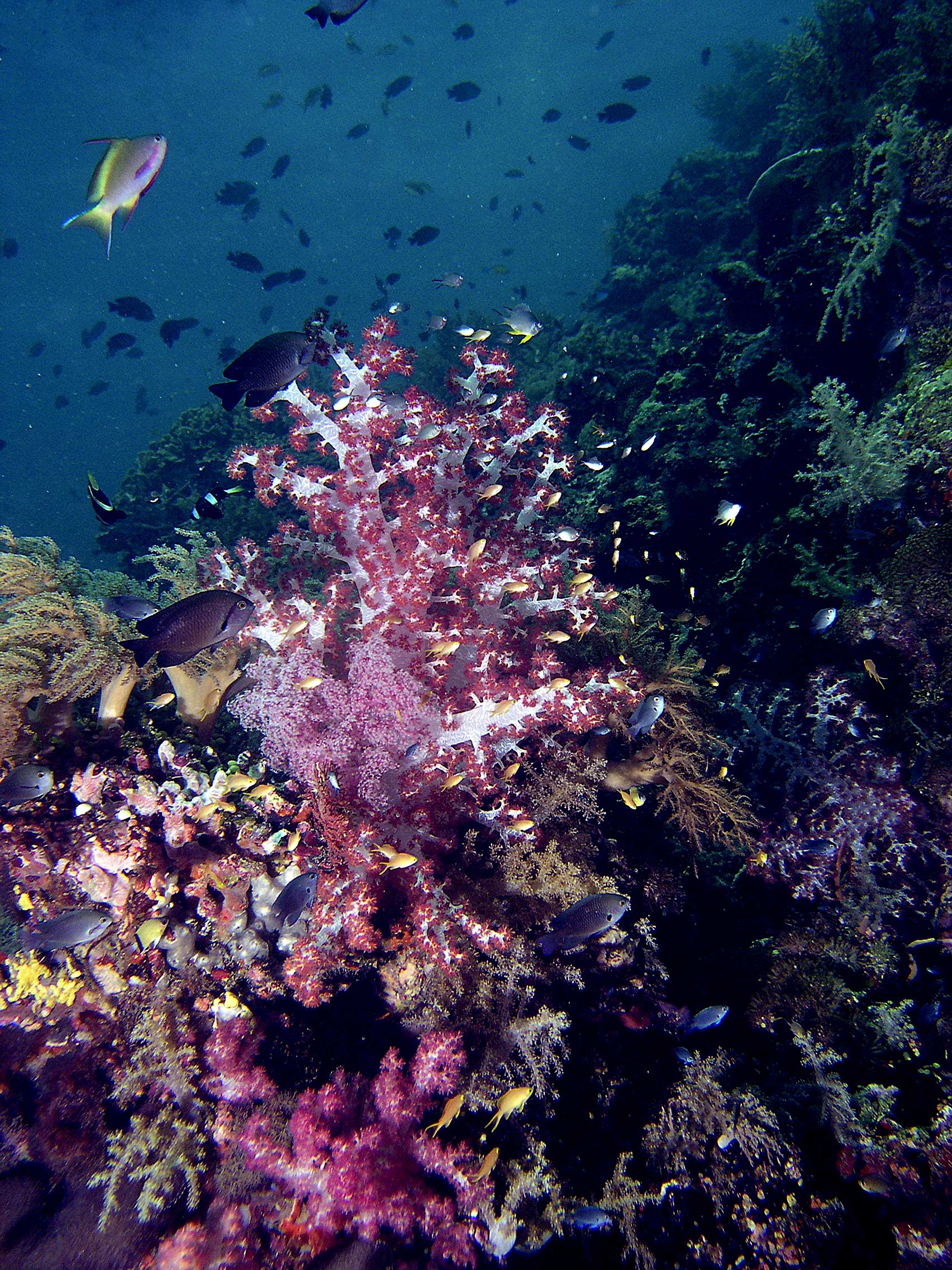 softcoral-scenery