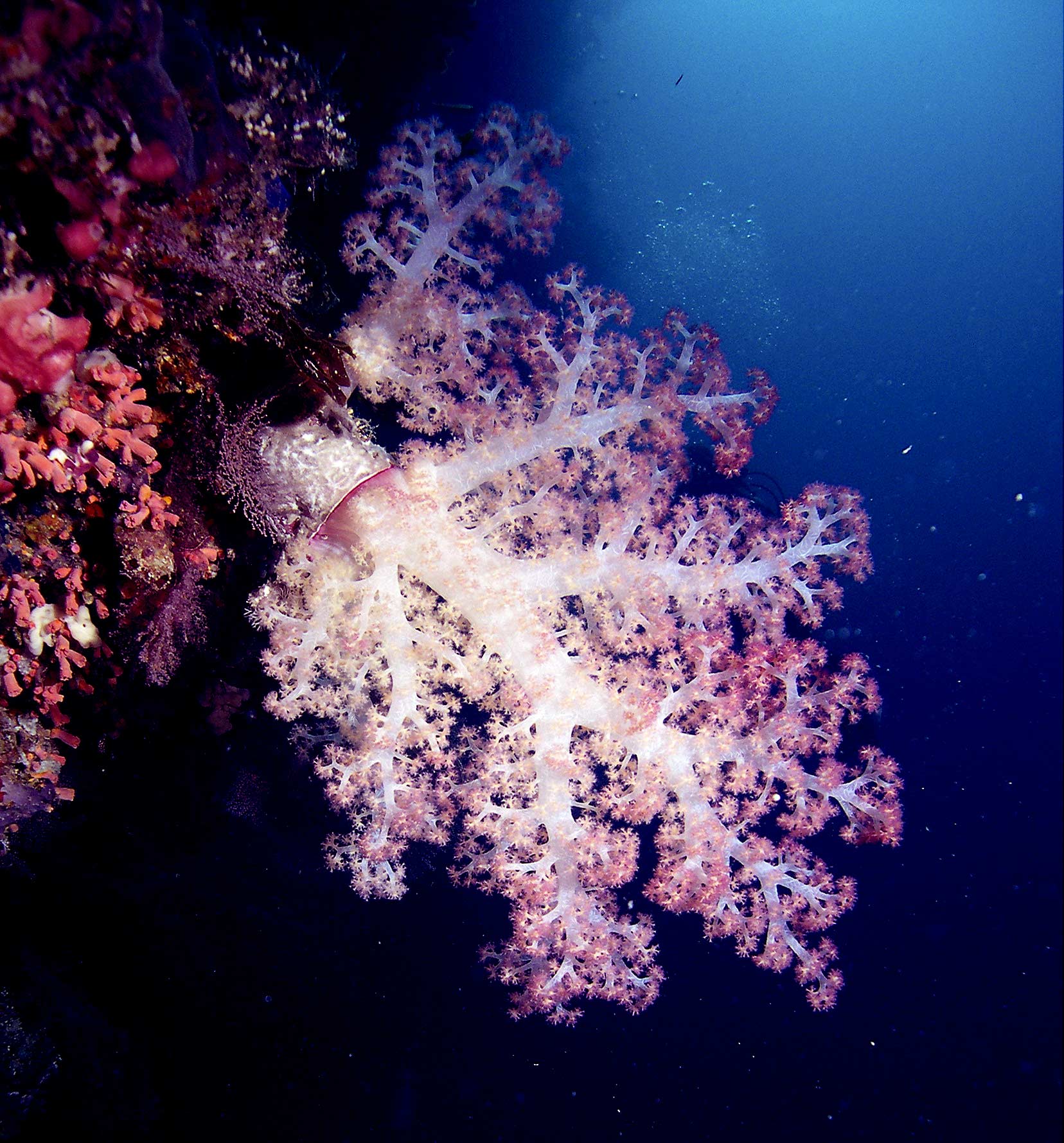 softcoral-tree-on-wall