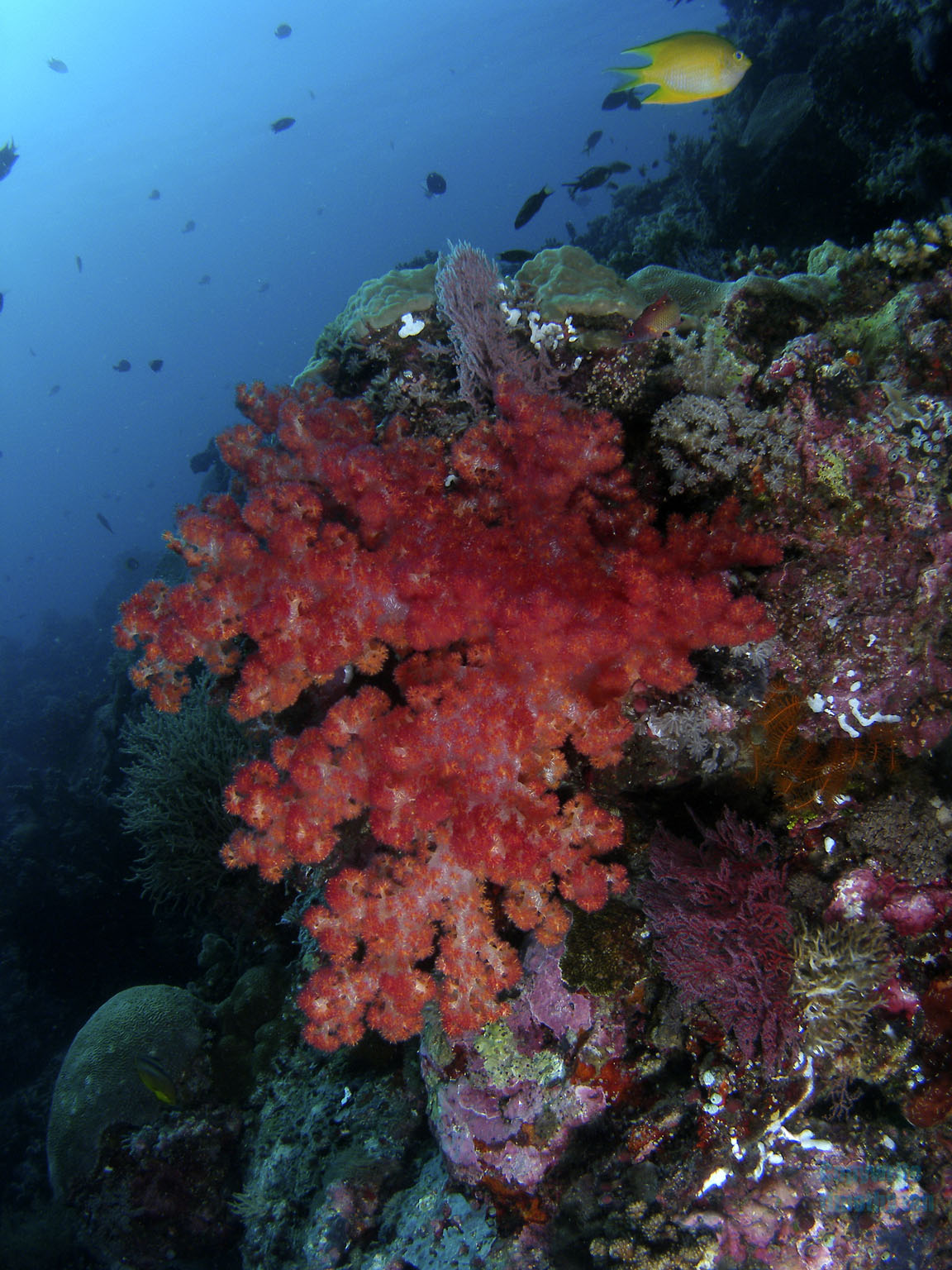 softcoral4