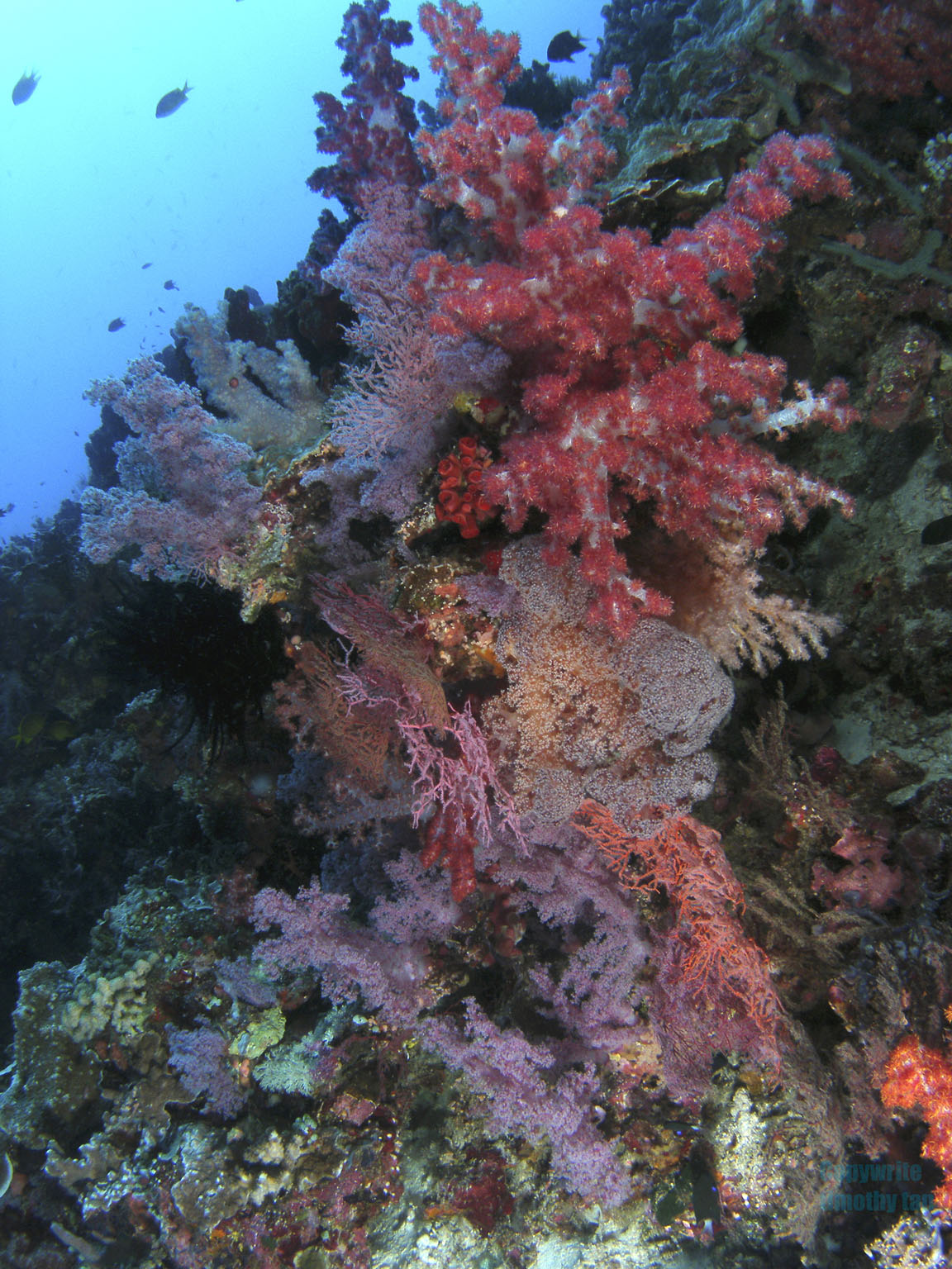 softcoral5