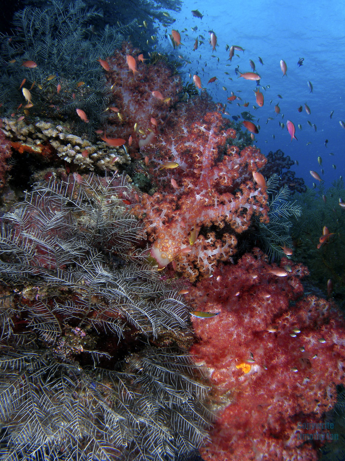 softcoral6