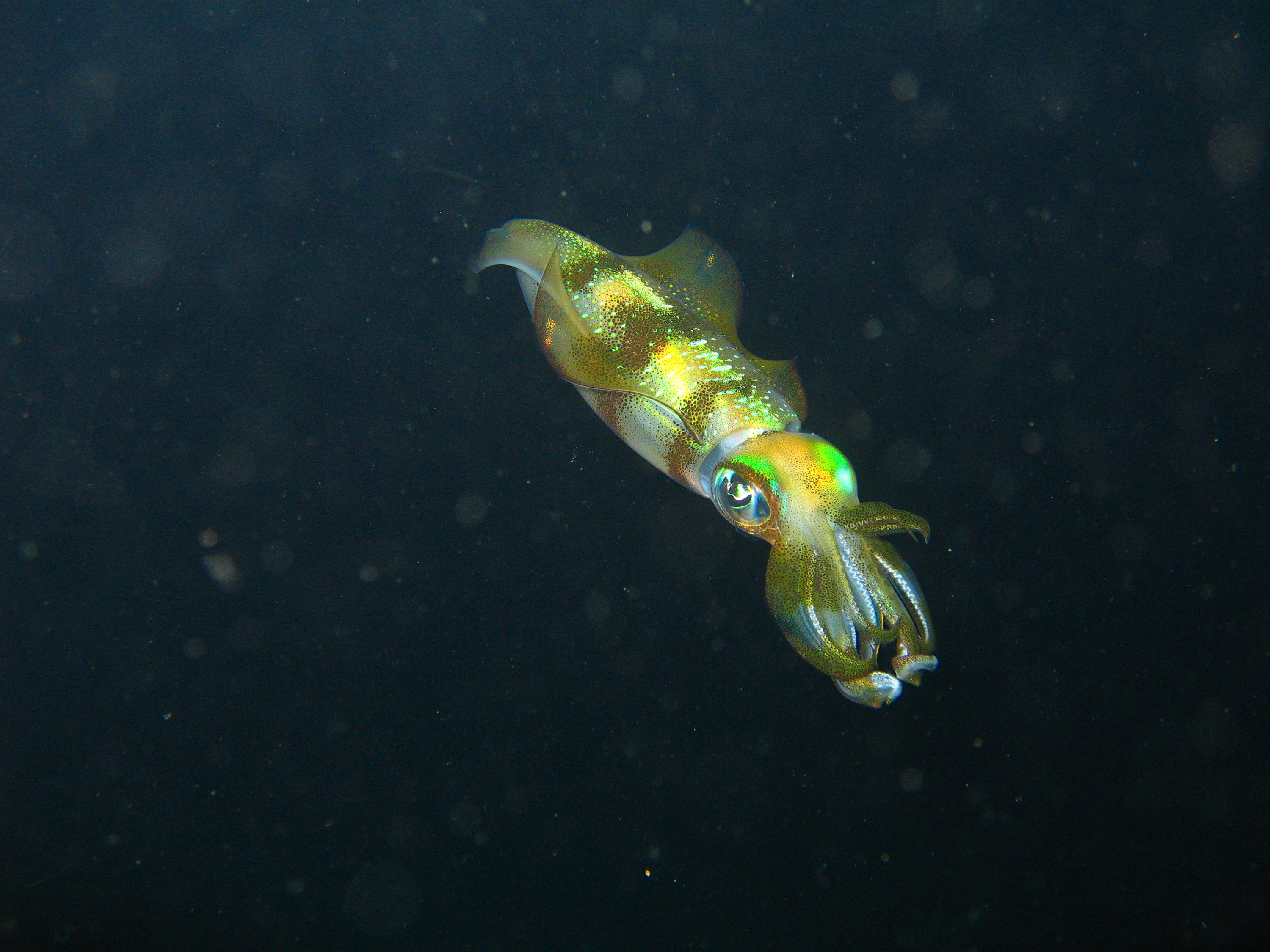 Sogod_Bay_Philippines_Diving_020