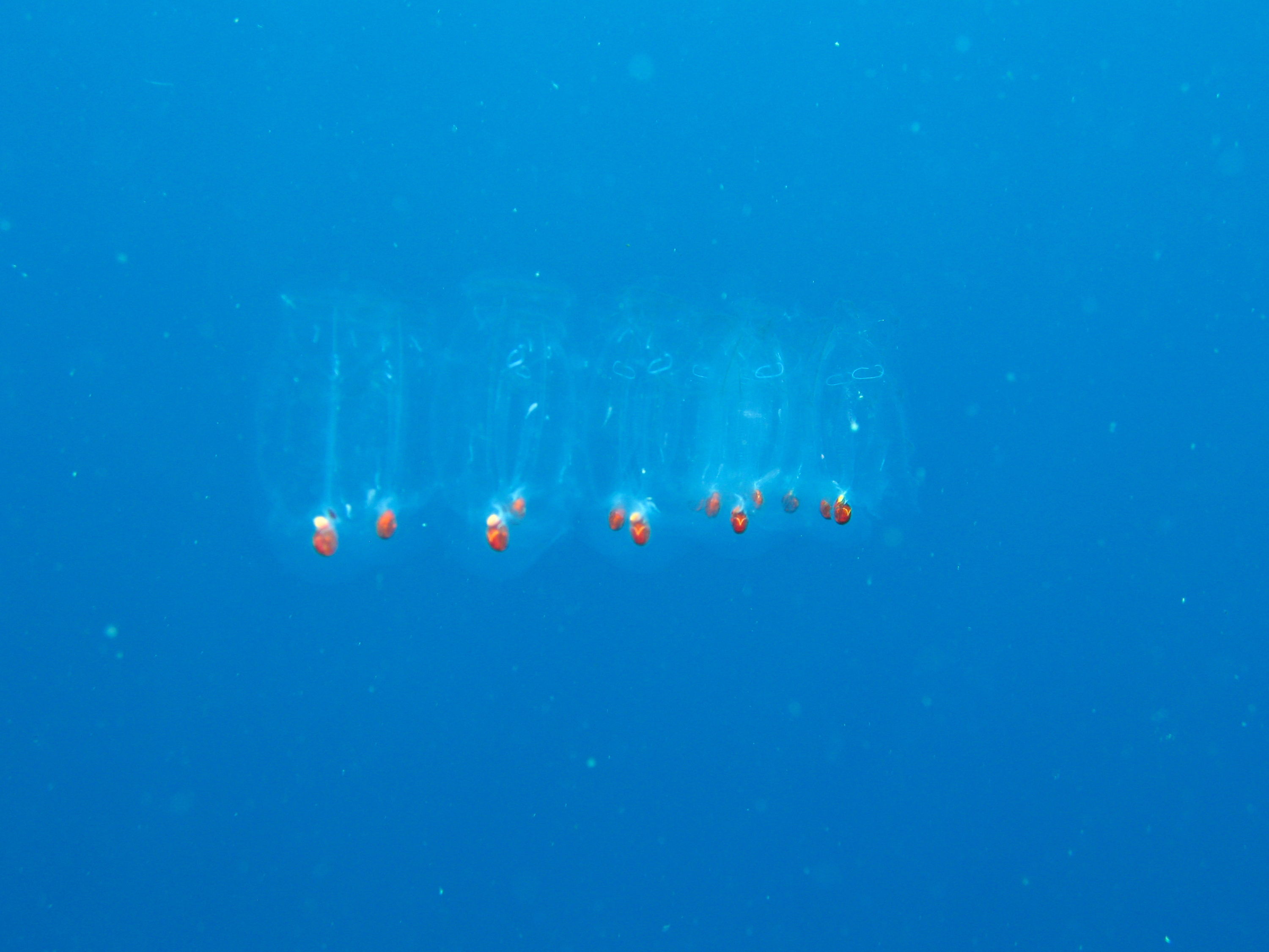 Sogod_Bay_Philippines_Diving_048