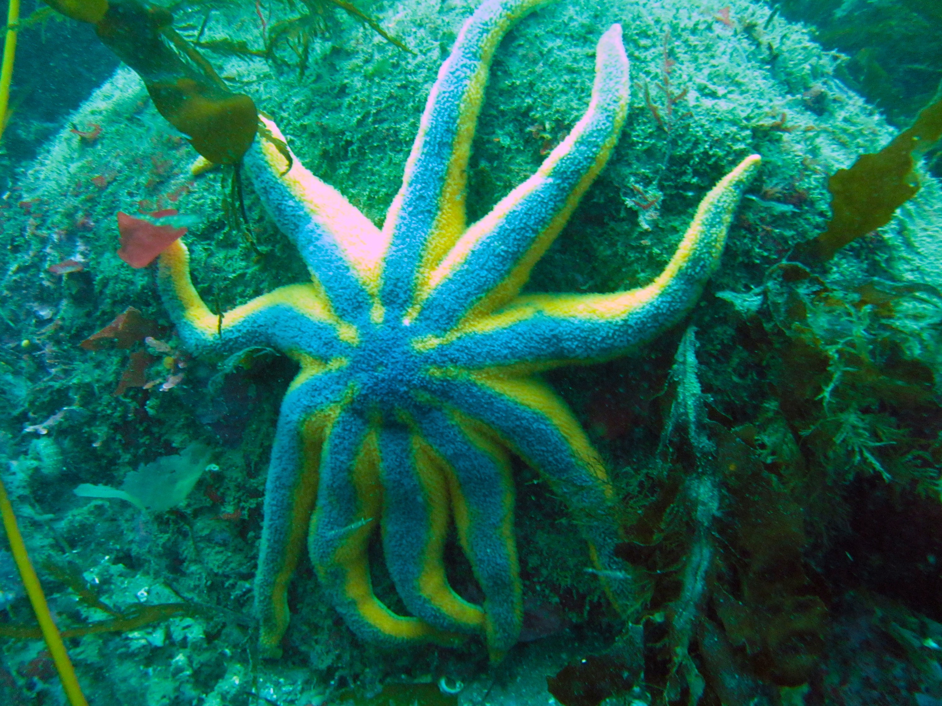 Solaster Stimpsoni