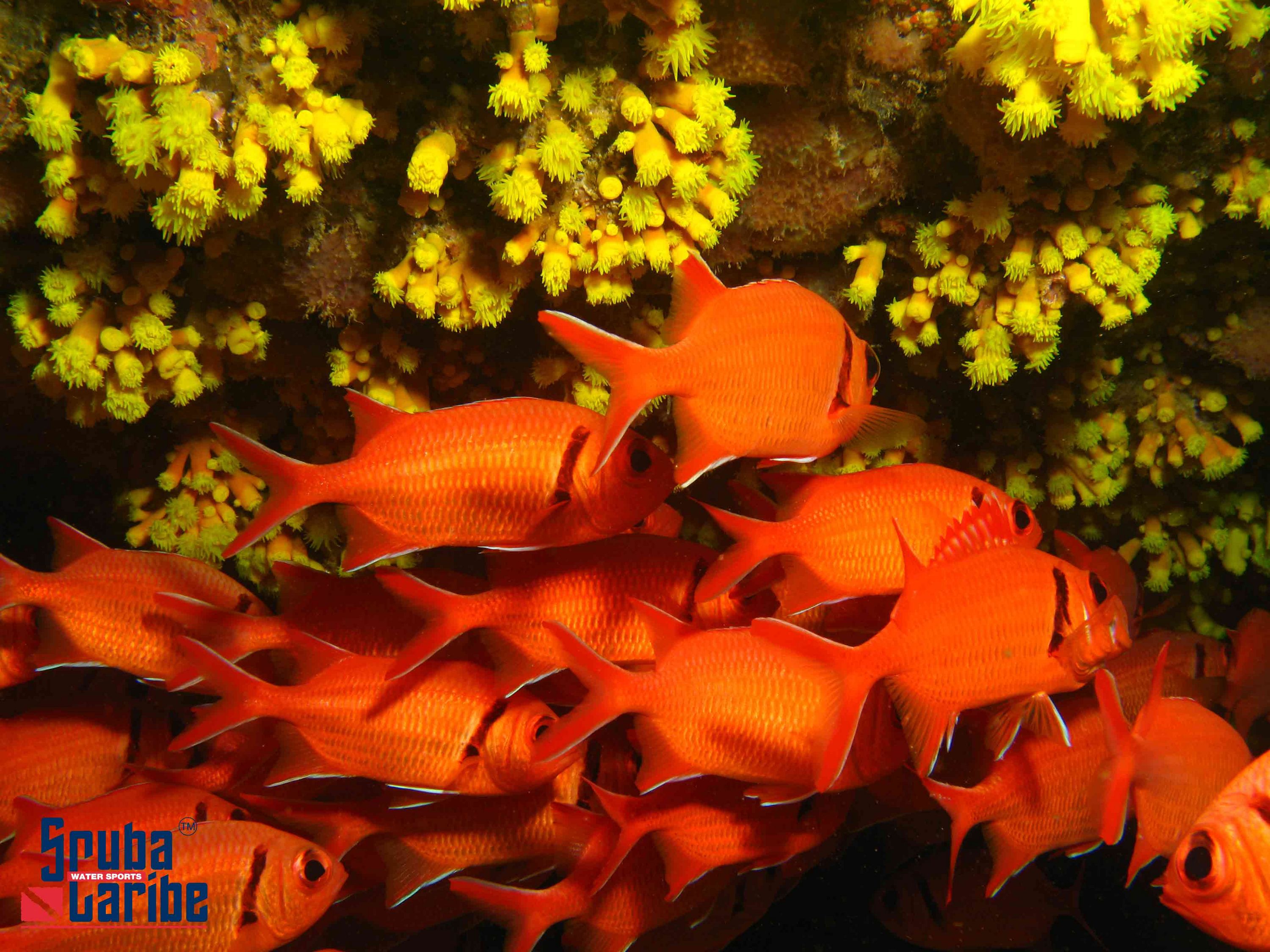 Soldier fish contrast