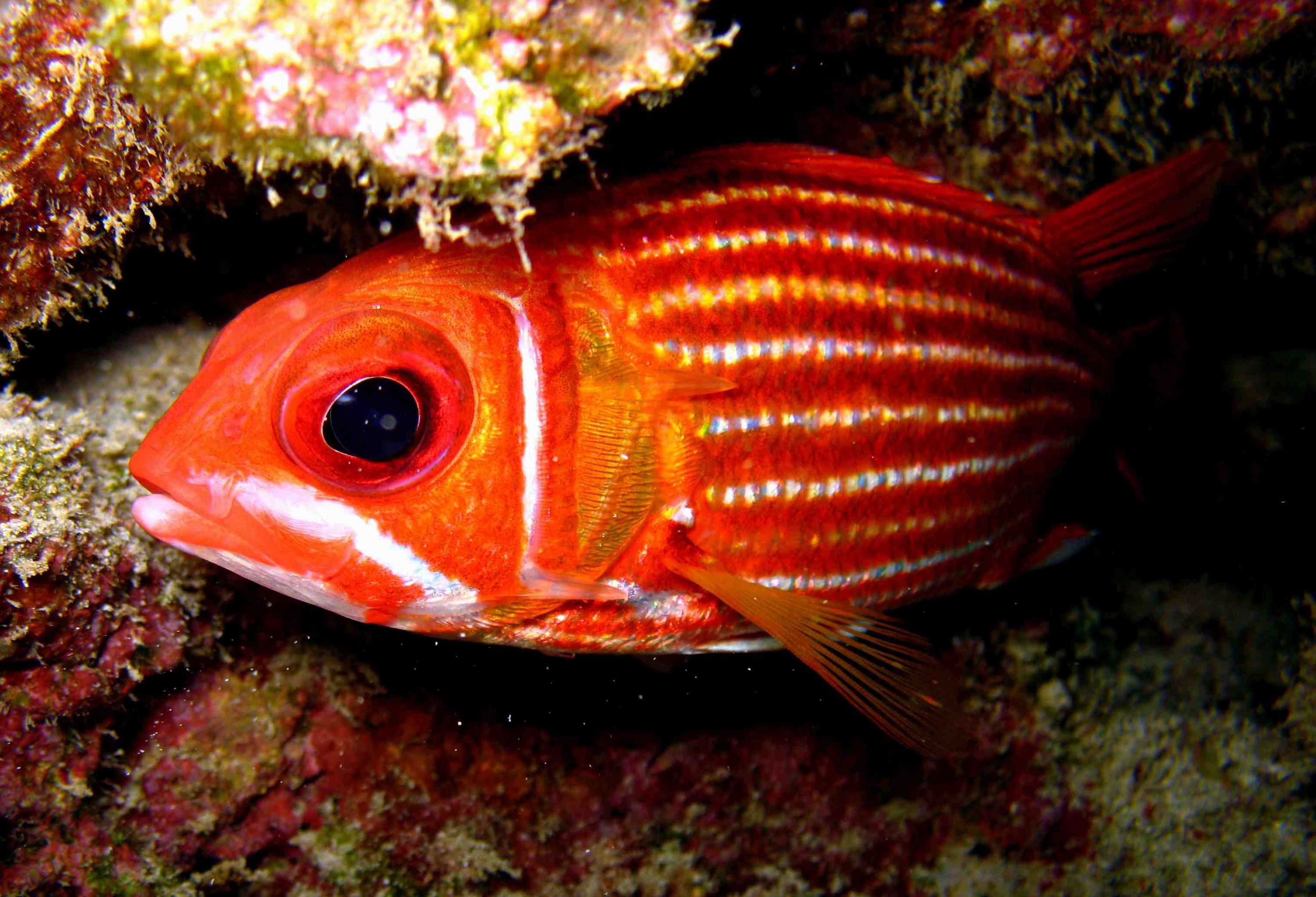 Soldier Fish detail