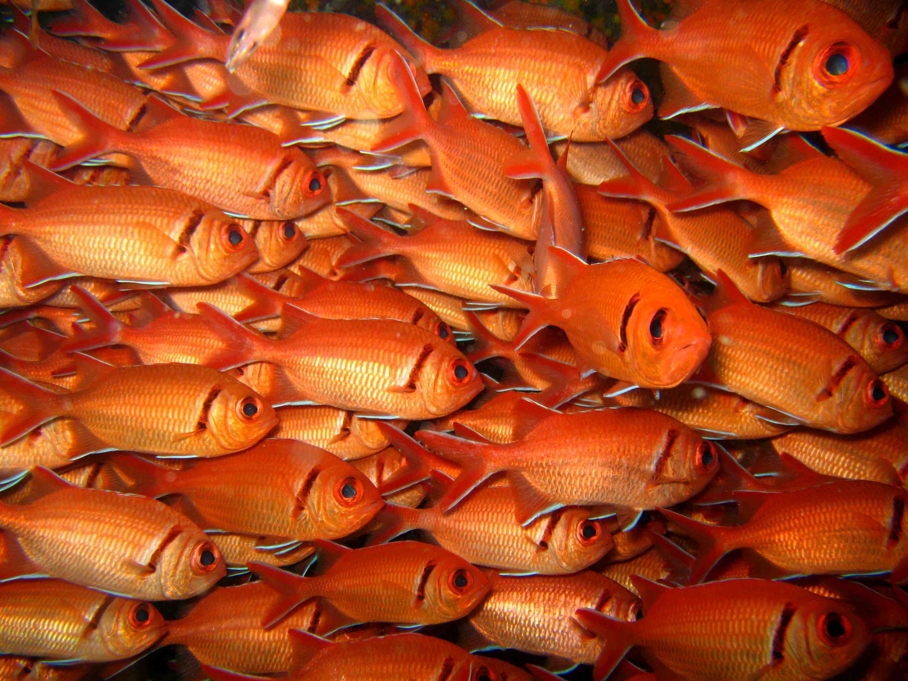 Soldier fish School