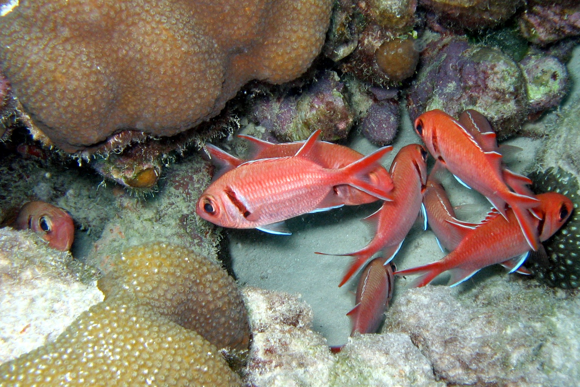 Soldier Fish