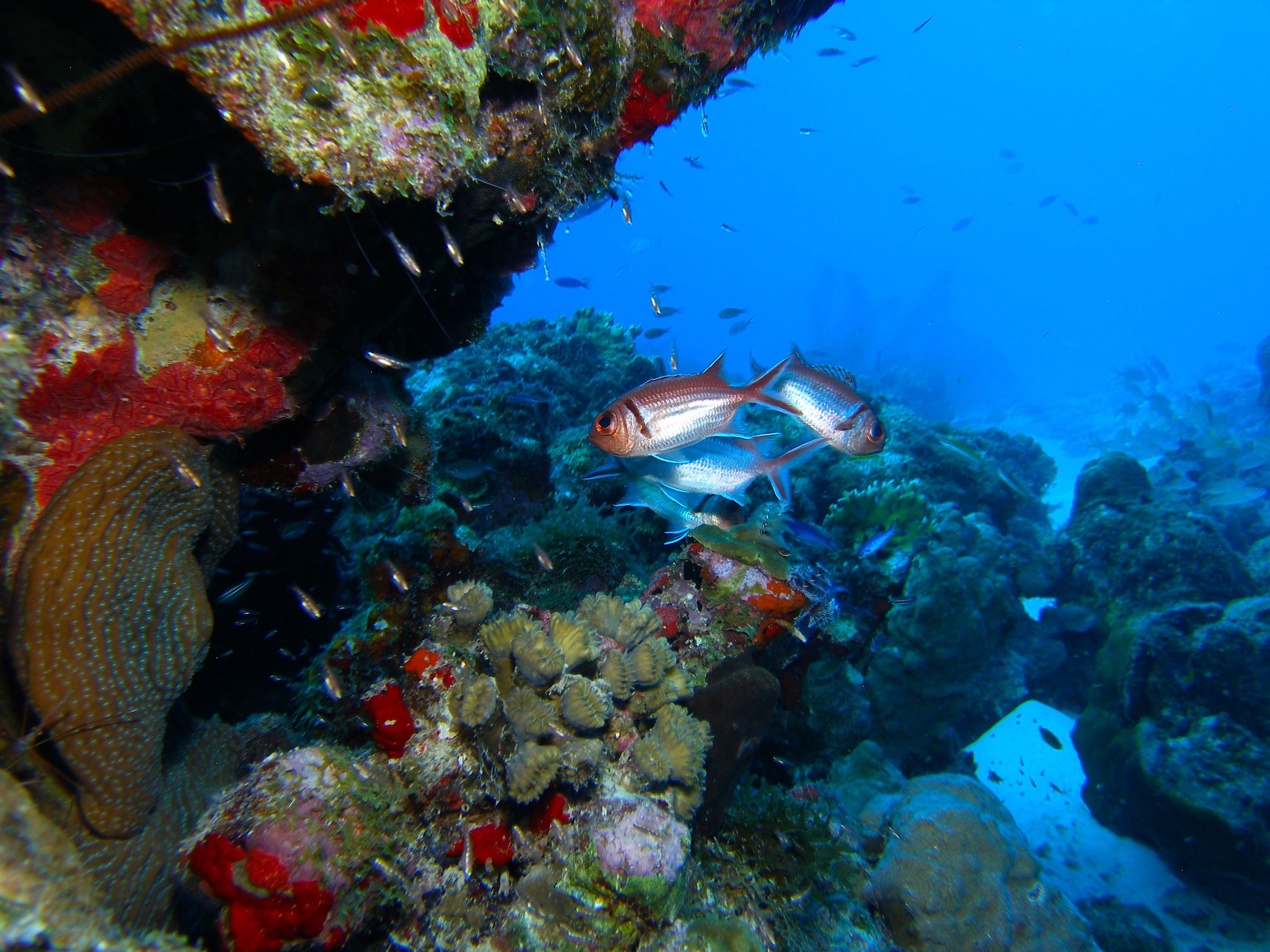 Soldierfish_pm_2