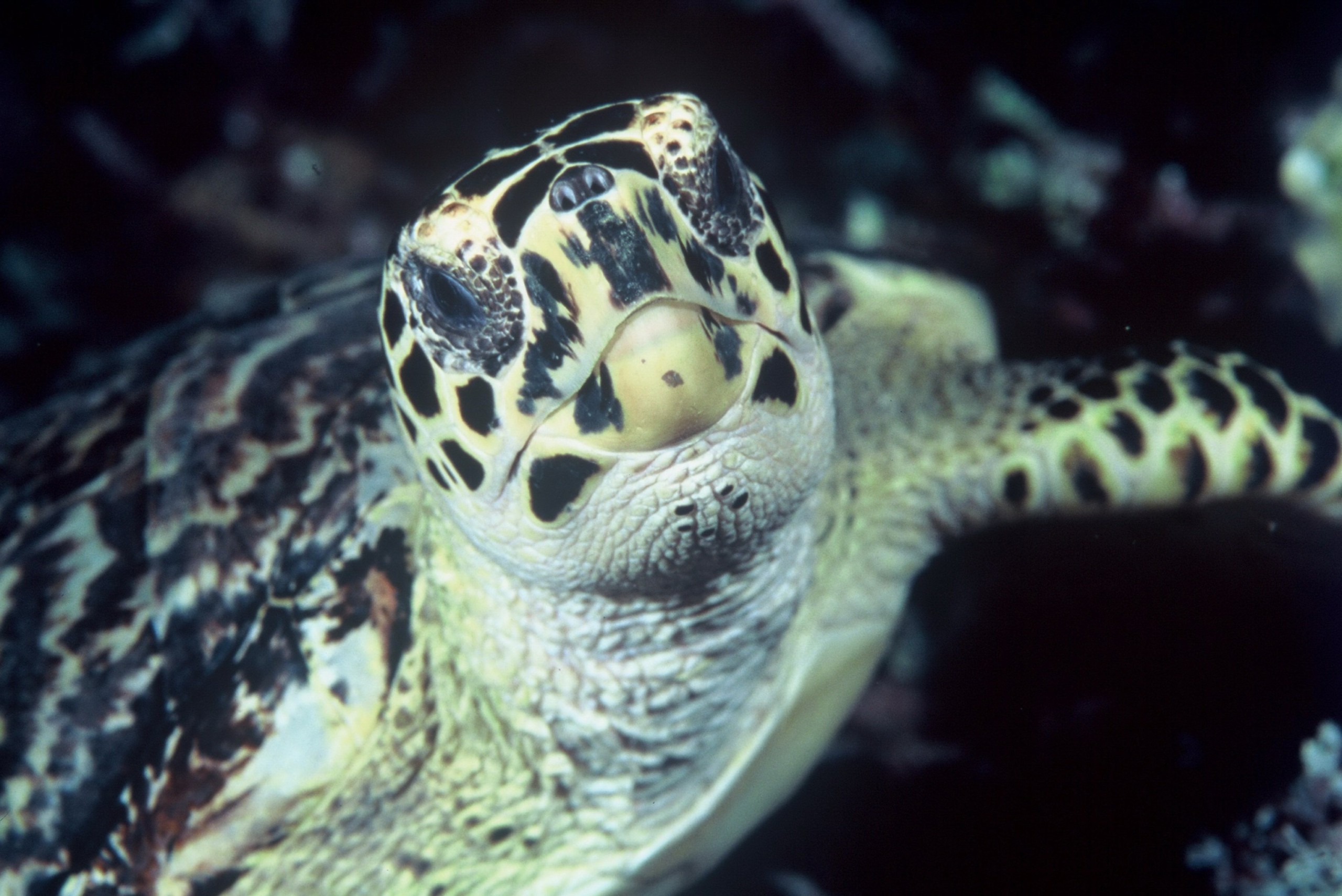 Solomon Islands Turtle