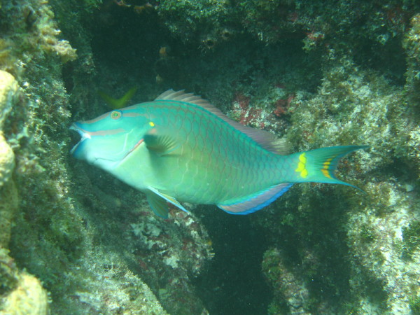 sombrero reef