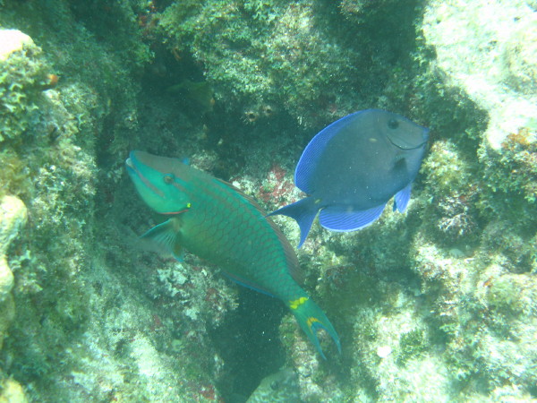 sombrero reef