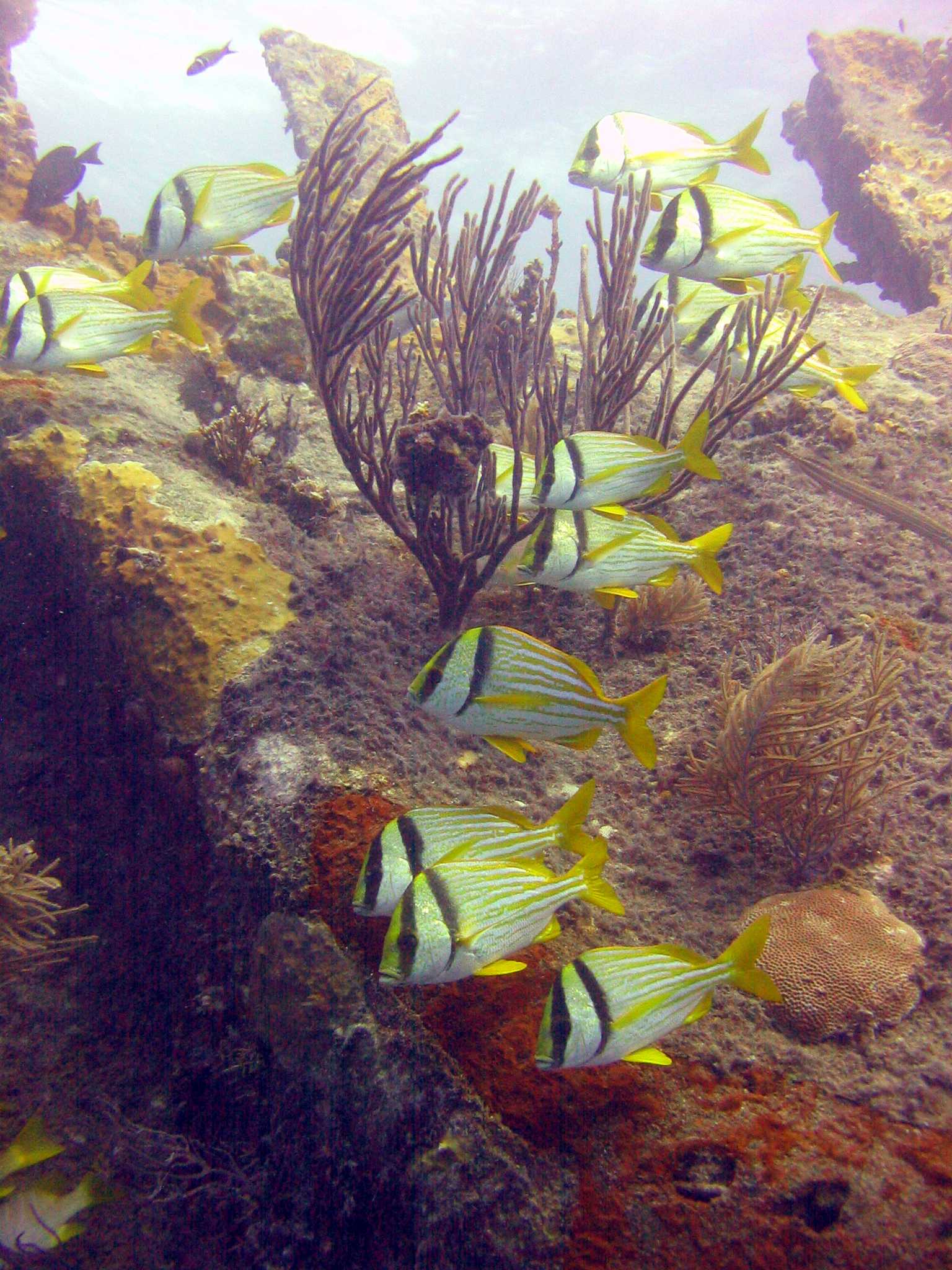 Some fish at the Benwood - Key Largo