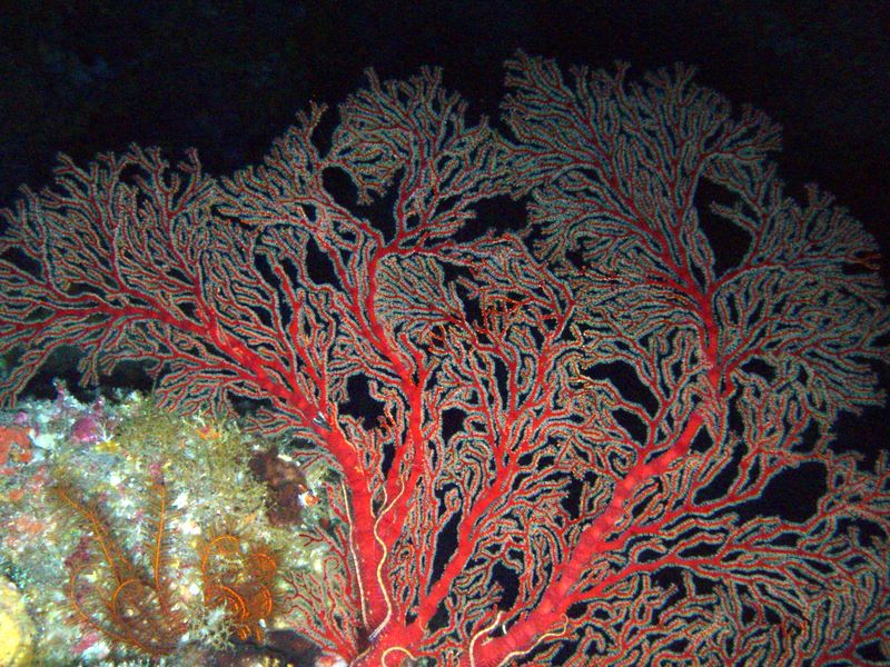 Some healthy coral off Yonaguni