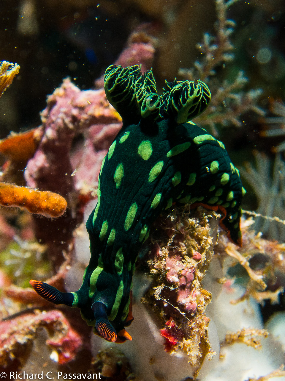 Some Nudi's