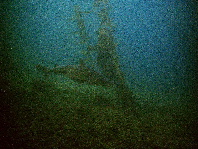 Soup Fin Shark