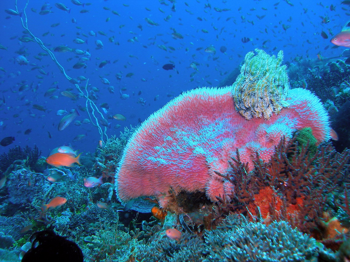 South komodo dec 2007