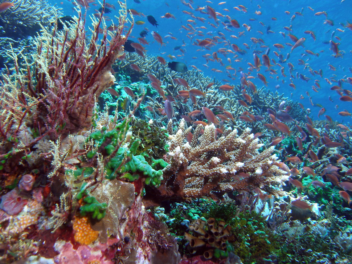 South komodo dec 2007