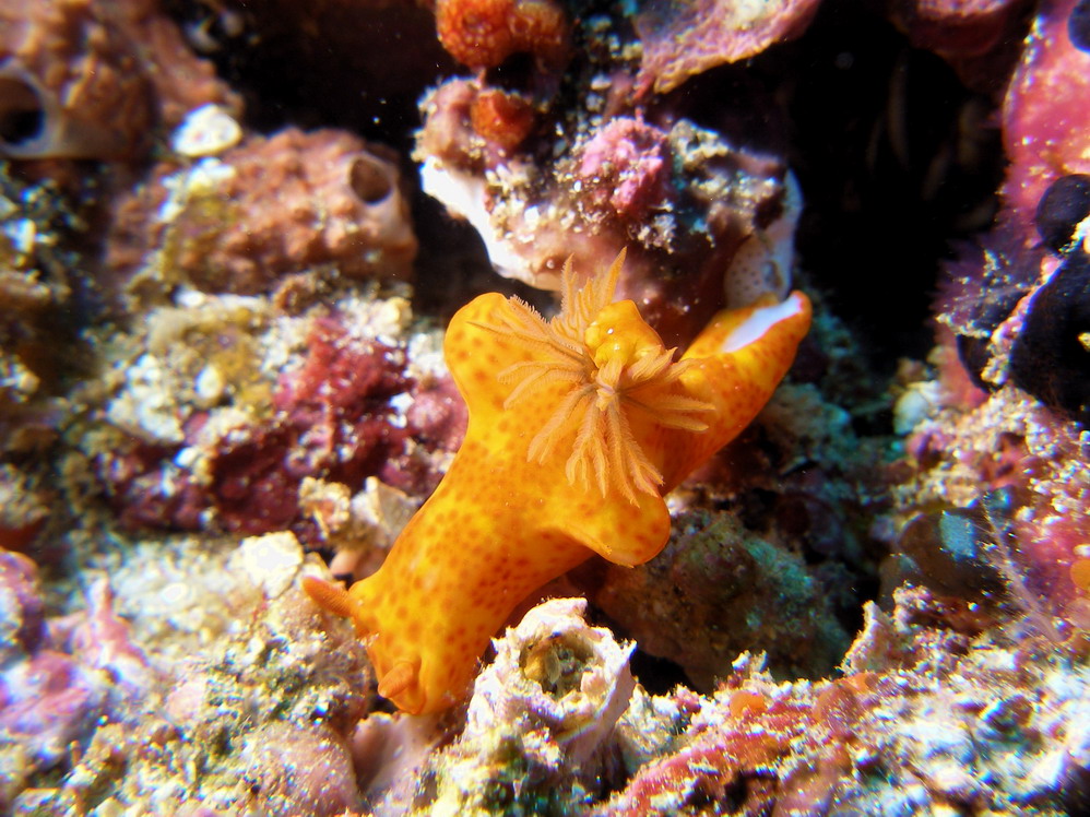 South komodo dec 2007