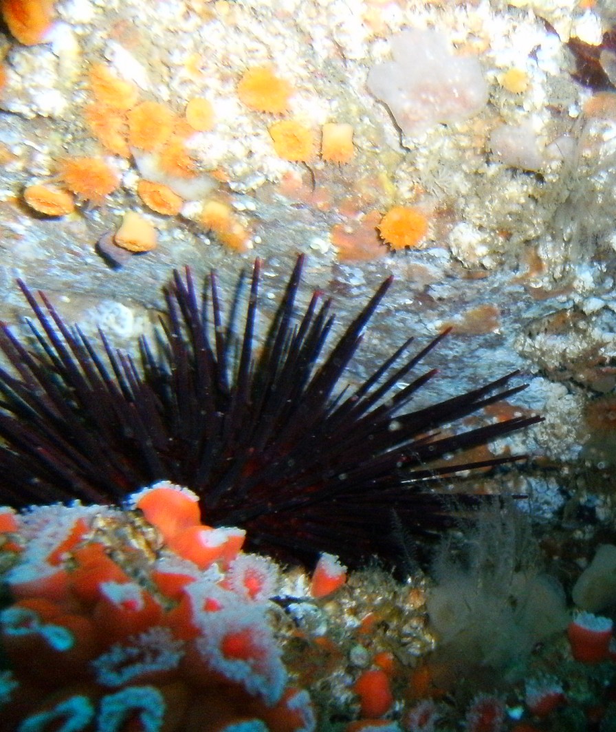 South side of San Miguel Island