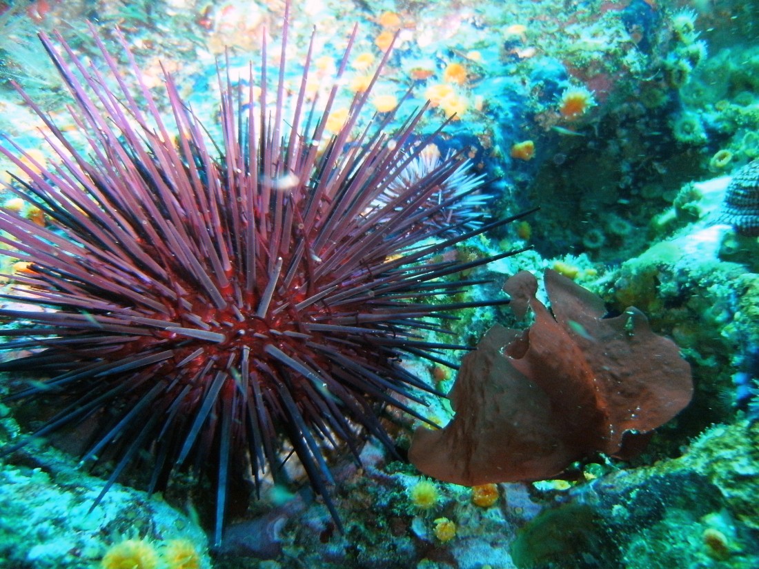 South side of San Miguel Island