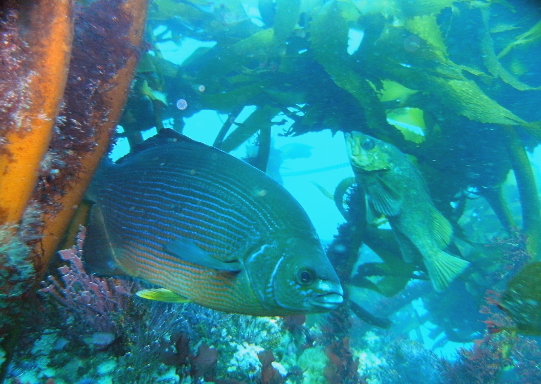 South side of San Miguel Island