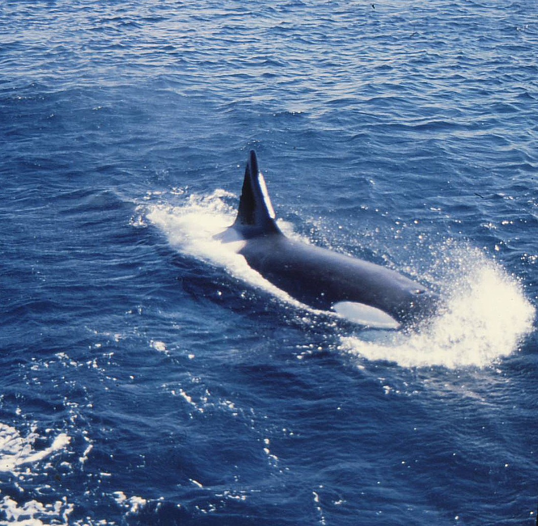 Southeren Indian Ocean - Marion Island