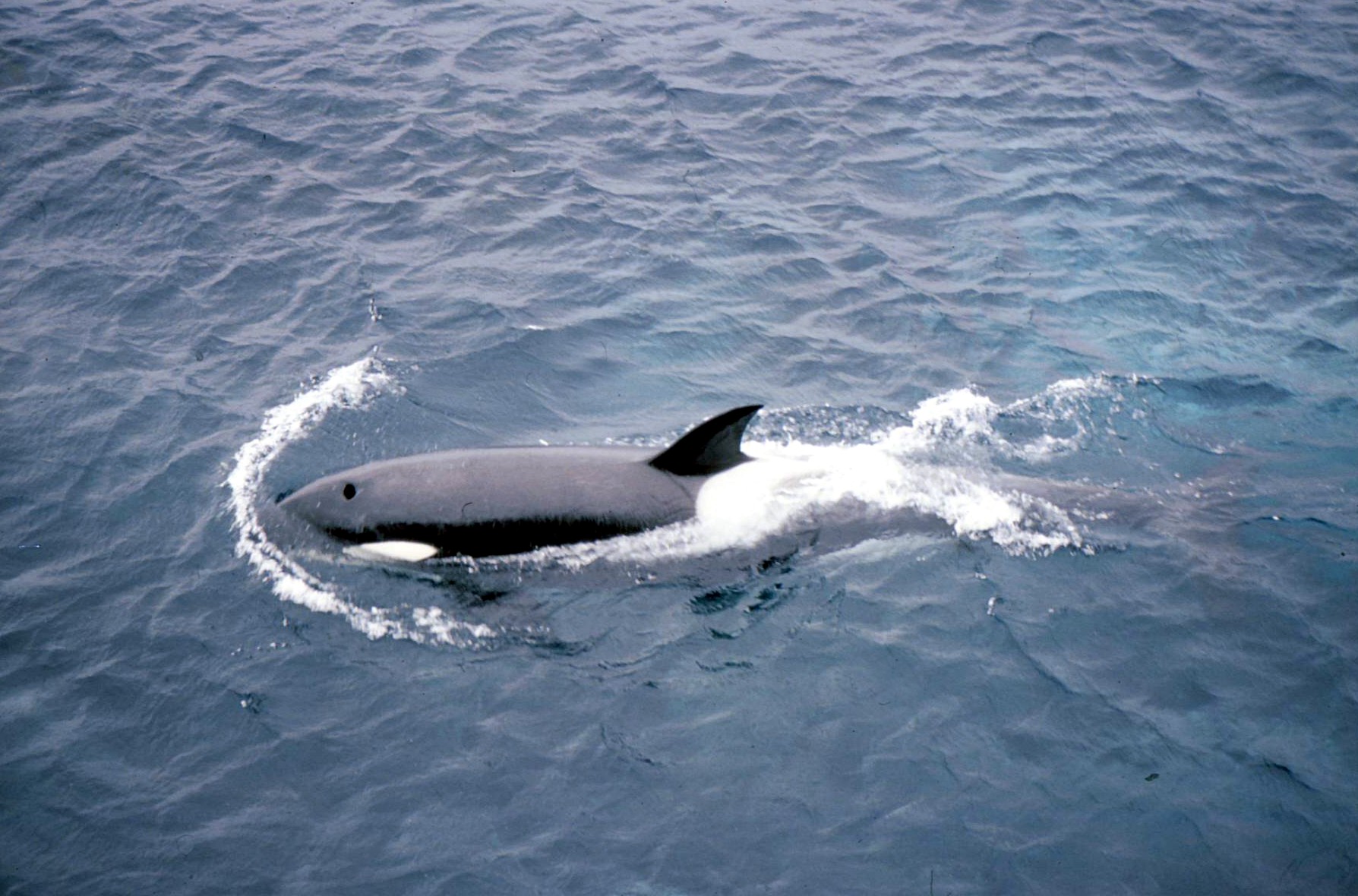 Southeren Indian Ocean - Marion Island