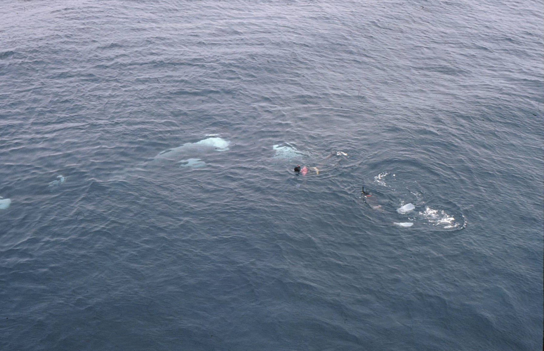 Southeren Indian Ocean - Marion Island