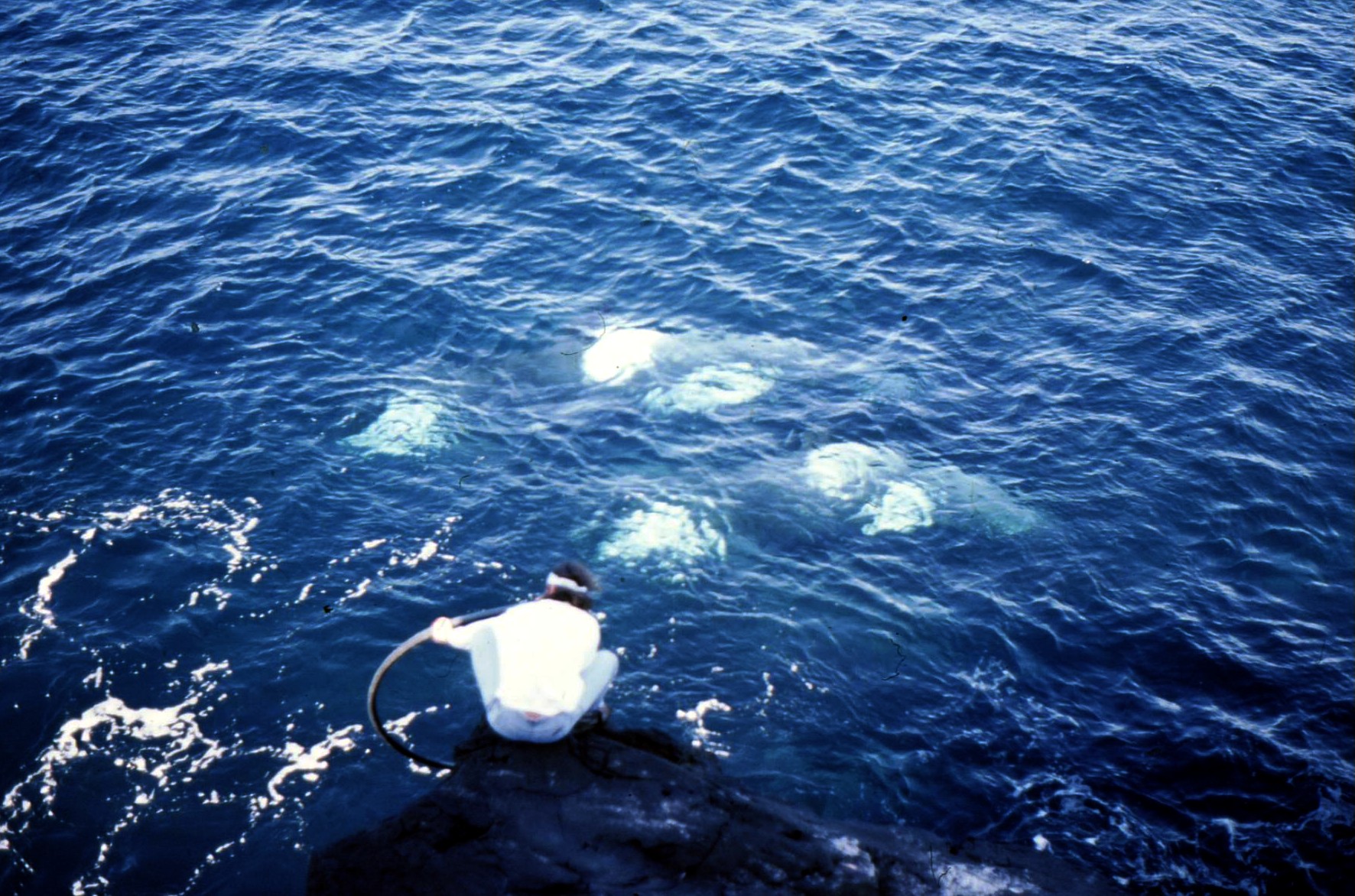 Southeren Indian Ocean - Marion Island