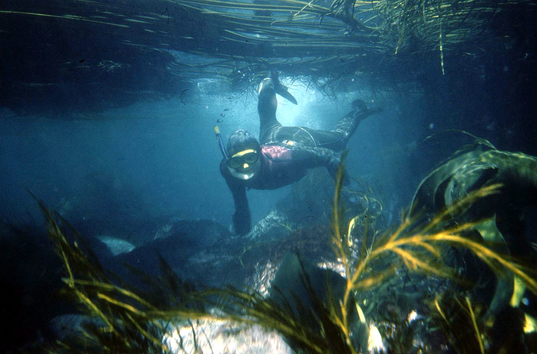 Southeren Indian Ocean - Marion Island