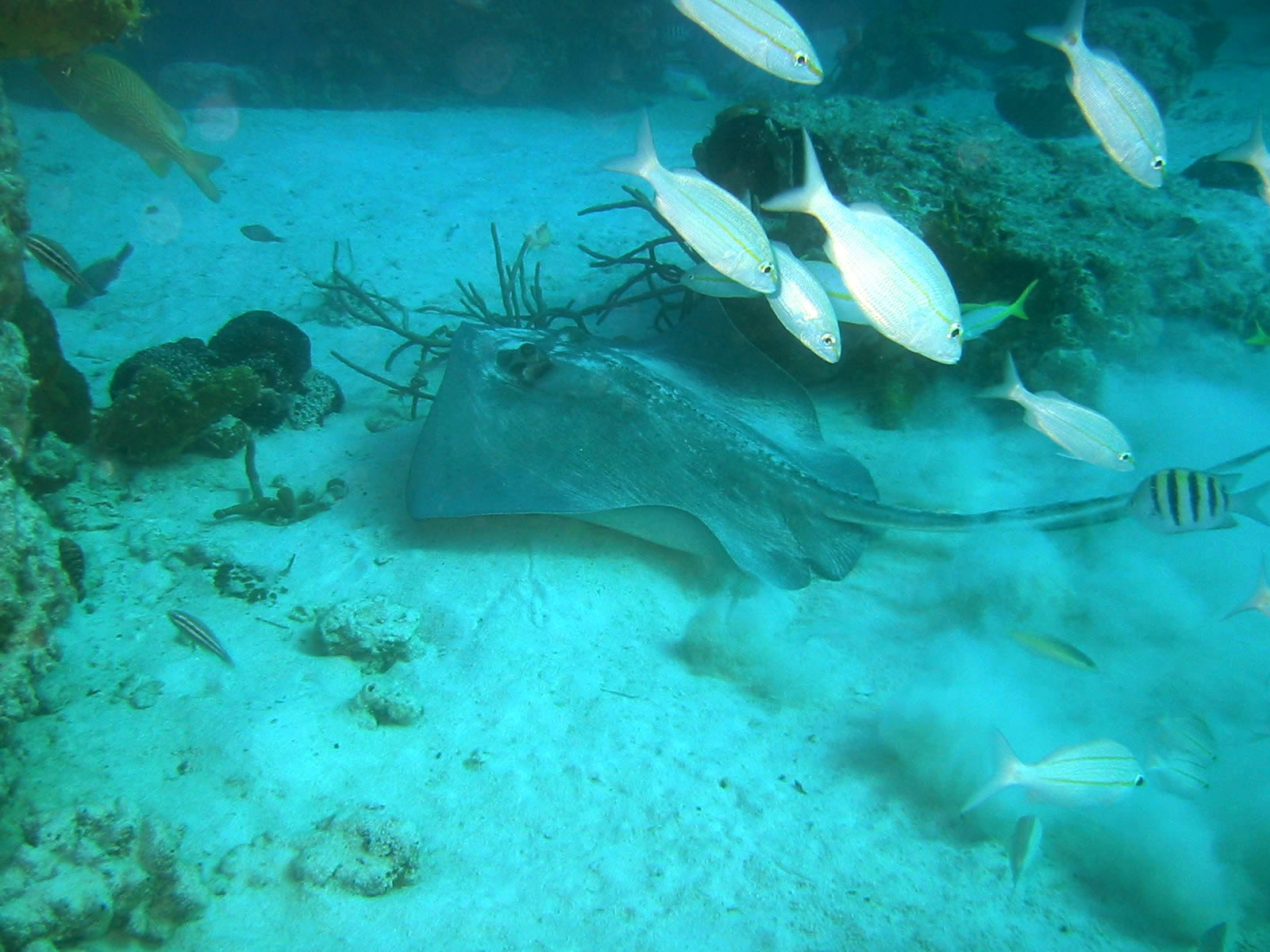 Southern Ray with Fish