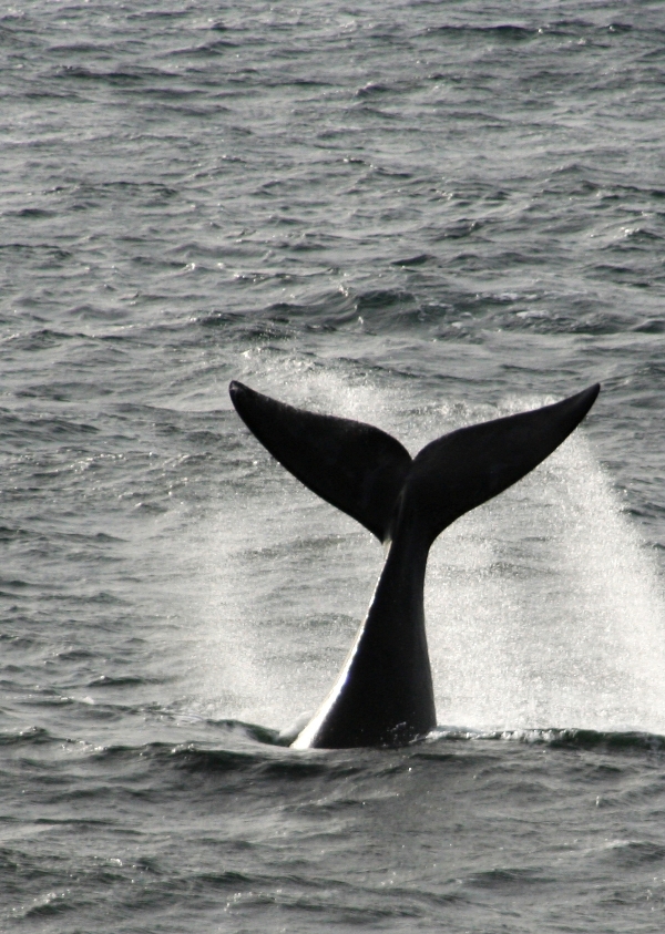 Southern Right Whale