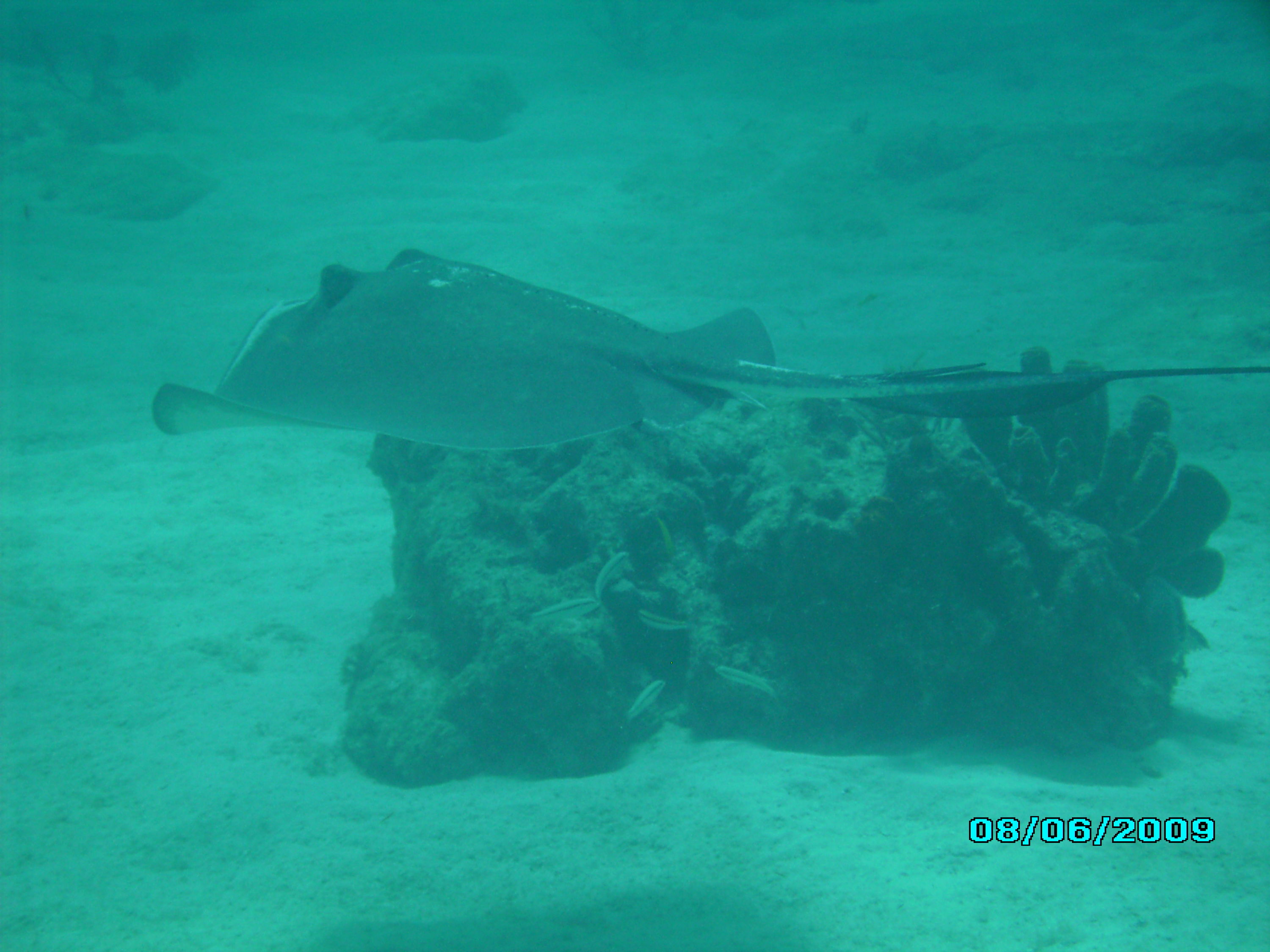 Southern sting ray II