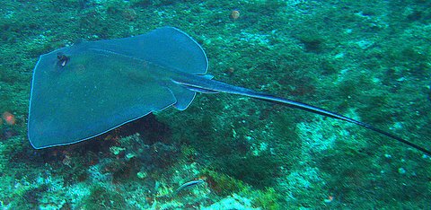 southern sting ray @ the Flower Gardens