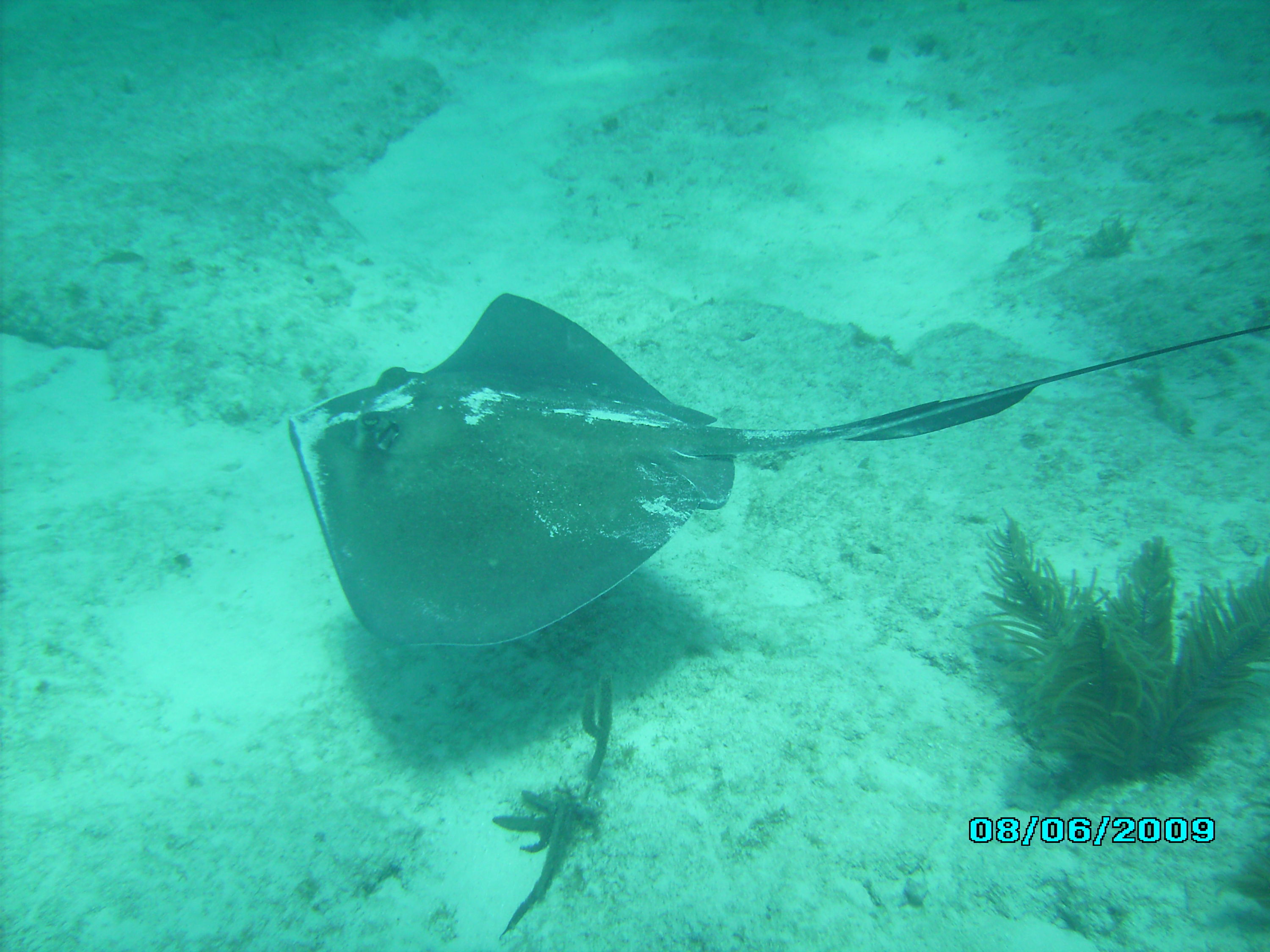 Southern sting ray