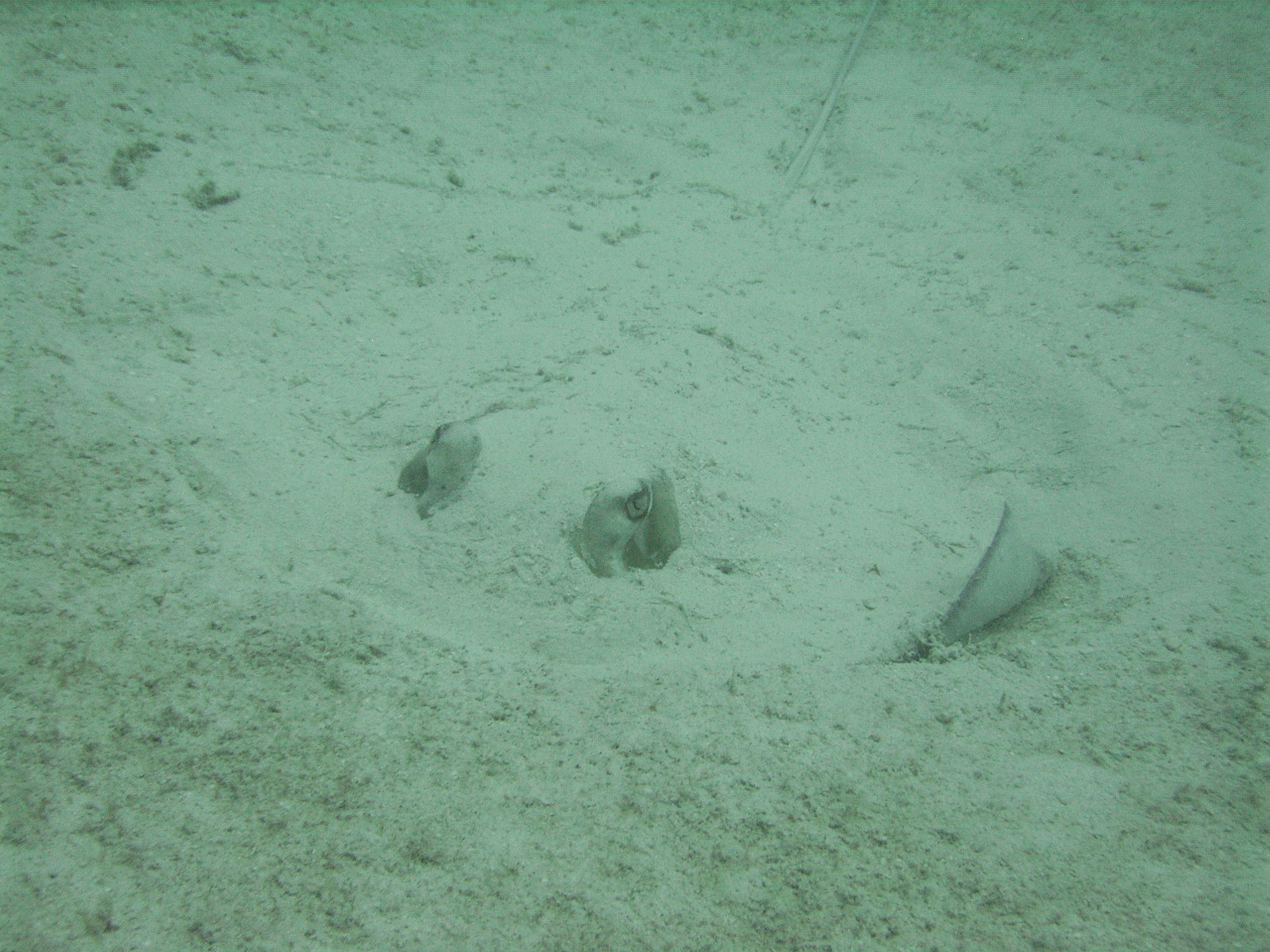 Southern stingray about to ride from the sand
