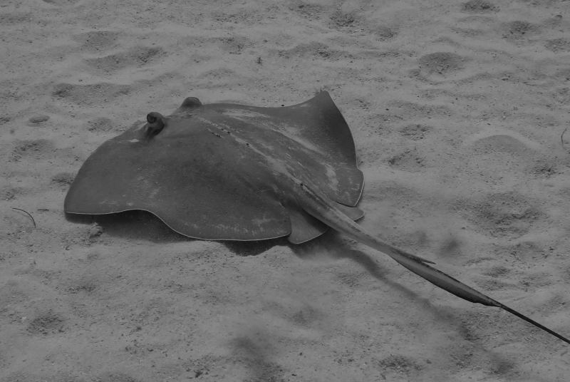 Southern Stingray, T&C