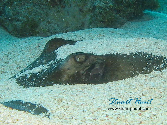 Southern Stingray