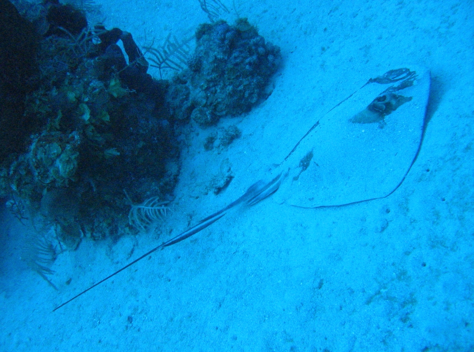 Southern Stingray