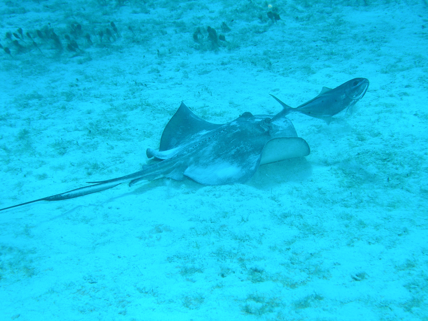 Southern Stingray