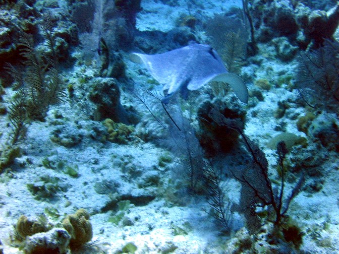 Southern Stingray