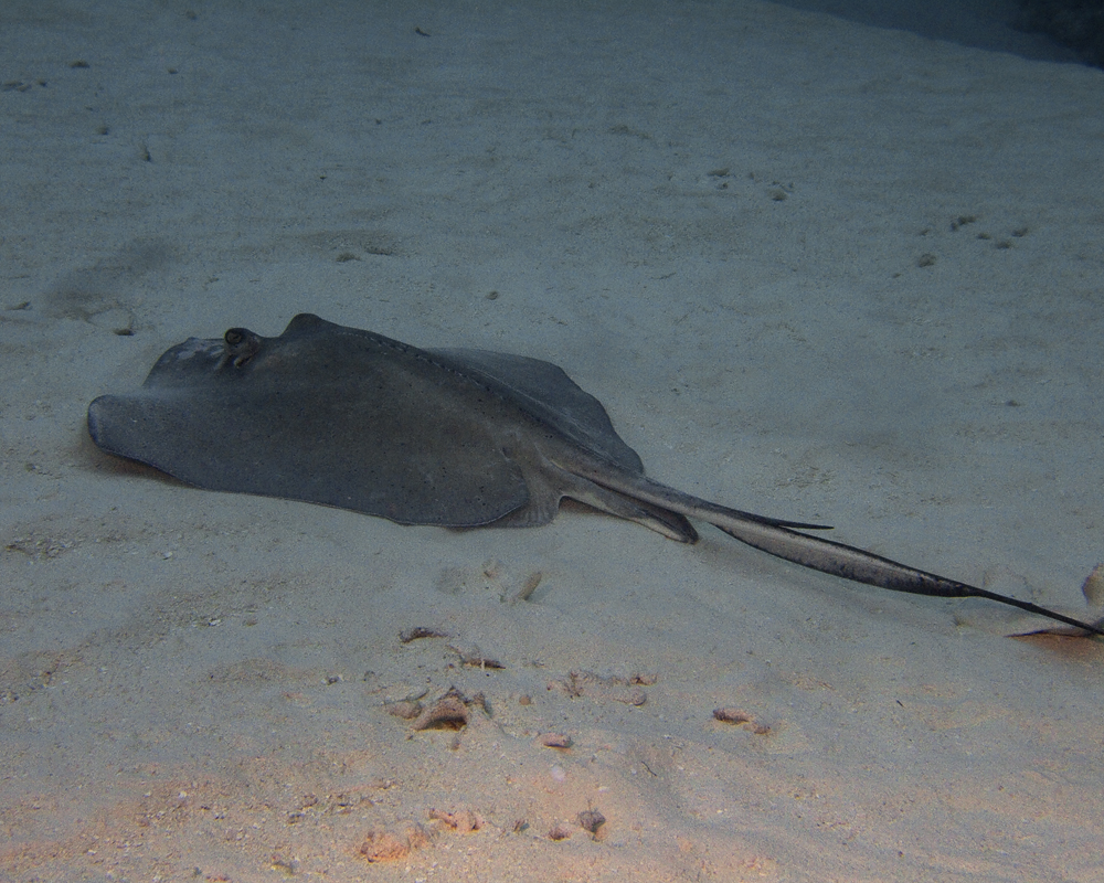 Southern Stingray